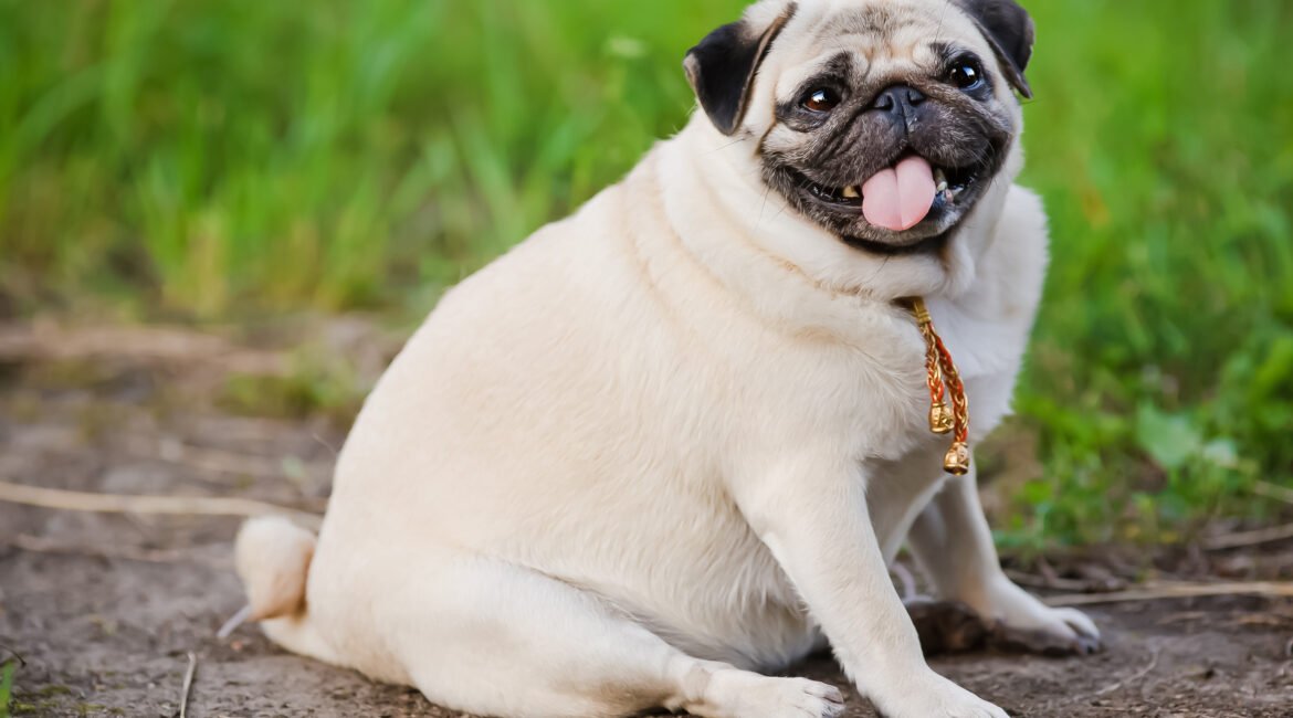 Obesidade Animal